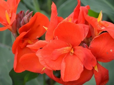 大花美人蕉價(jià)格行情與環(huán)境保護(hù)監(jiān)測(cè)的聯(lián)動(dòng)分析——以2016年4月為例